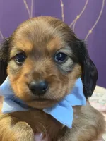 Male #1, a male Miniature Dachshund for sale in Indianapolis, IN – 1 of 1