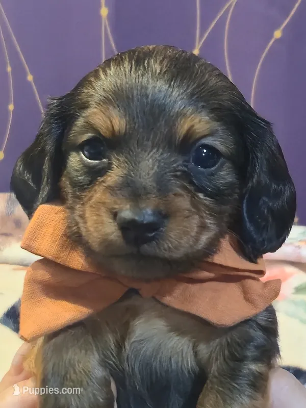 Male #2 – Miniature Dachshund puppy for sale in Indianapolis, IN