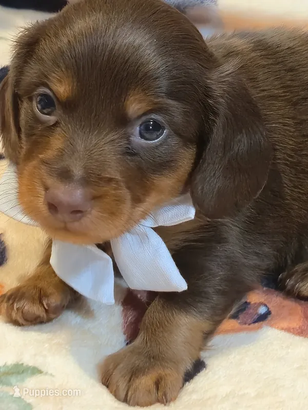 Male #3 – Miniature Dachshund puppy for sale in Indianapolis, IN