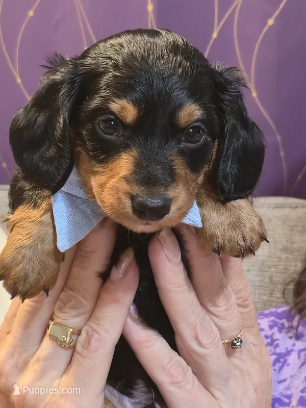 Male #4 – Miniature Dachshund puppy for sale in Indianapolis, IN