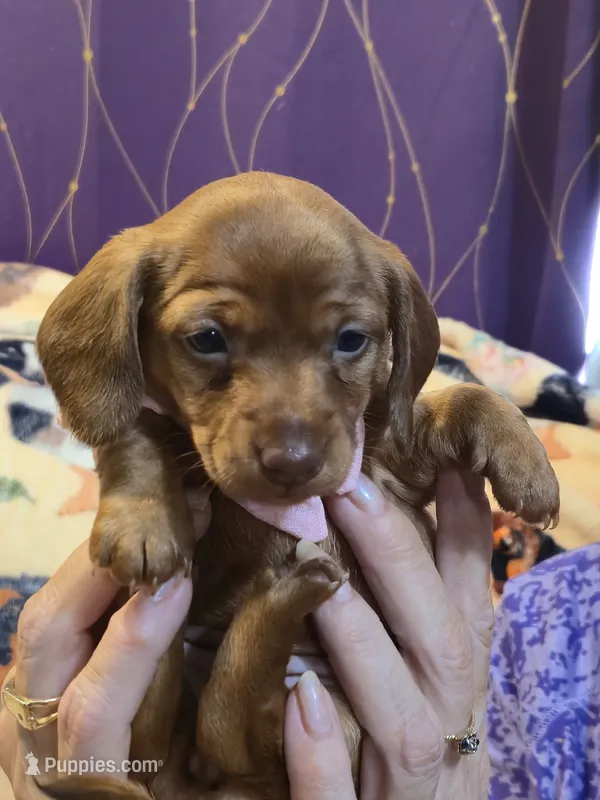 FEMALE, #4 – Miniature Dachshund puppy for sale in Indianapolis, IN