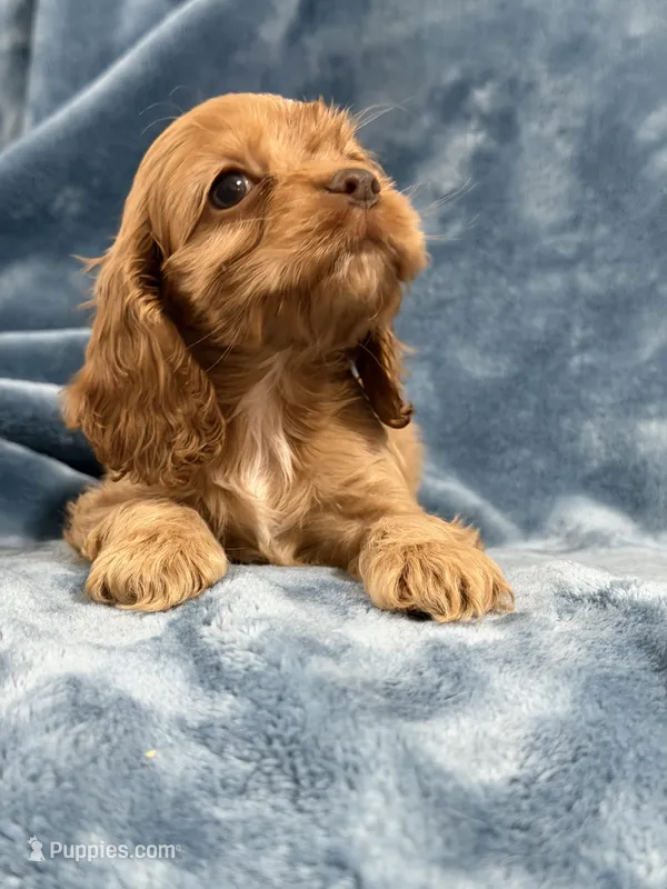 Pink – Cocker Spaniel puppy for sale in Harlem, GA