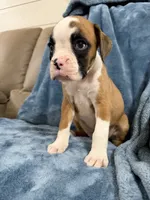 Yellow, a female Boxer for sale in Harlem, GA – 3 of 4