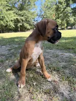 Aqua , a female Boxer for sale in Harlem, GA – 2 of 2