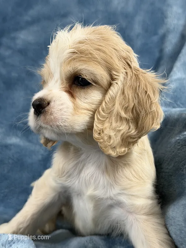 Red – Cocker Spaniel puppy for sale in Harlem, GA