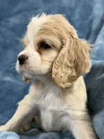 Red, a male Cocker Spaniel for sale in Harlem, GA – 1 of 4