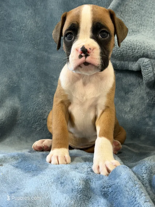 Purple  – Boxer puppy for sale in Harlem, GA