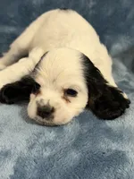 Teal, a female Cocker Spaniel for sale in Harlem, GA – 4 of 4