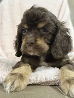 Purple, a female Cocker Spaniel for sale in Harlem, GA – 1 of 4