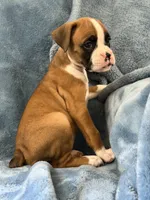 Purple , a female Boxer for sale in Harlem, GA – 2 of 3