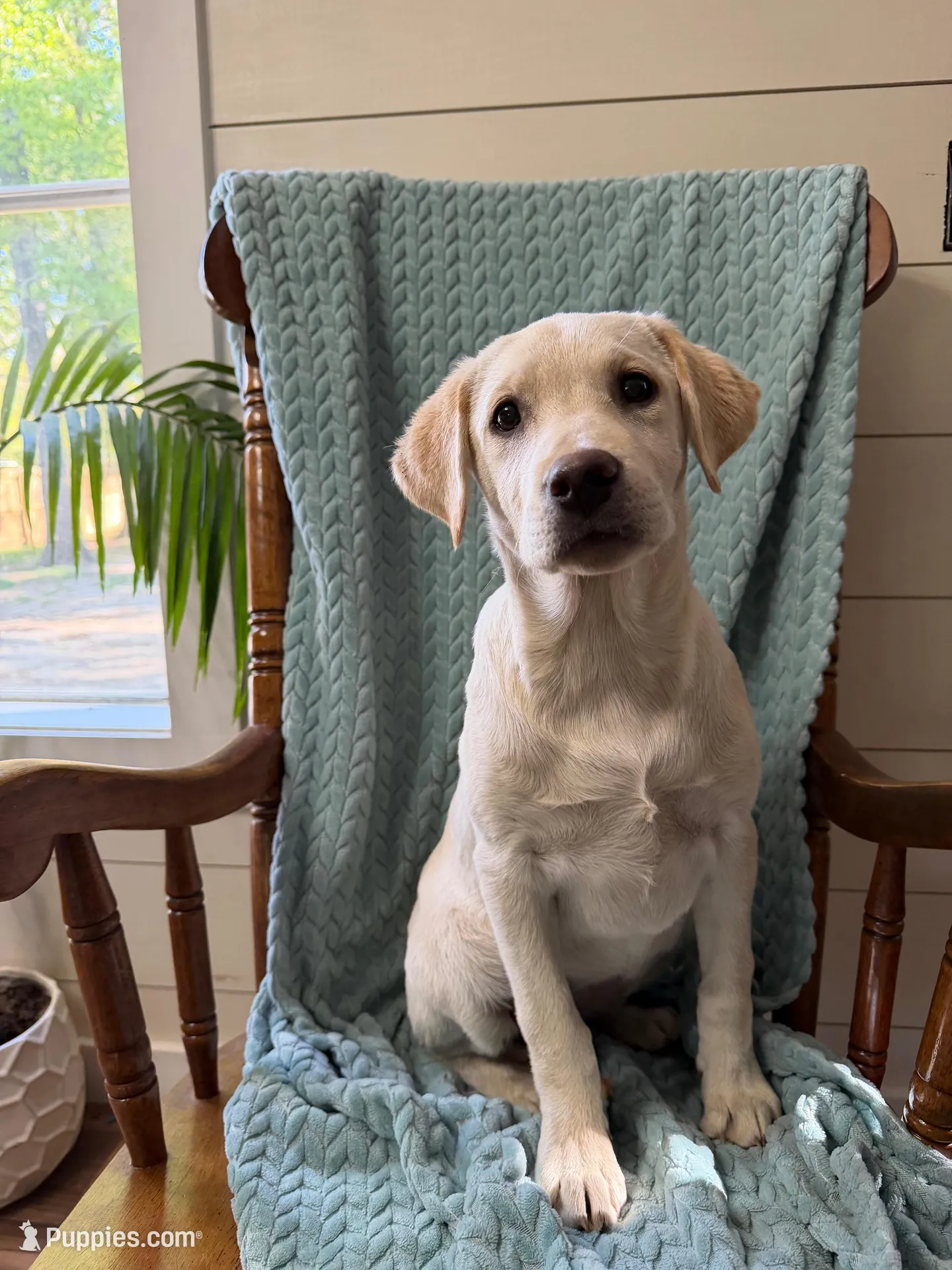 Bella – Labrador Retriever puppy for sale in Harlem, GA