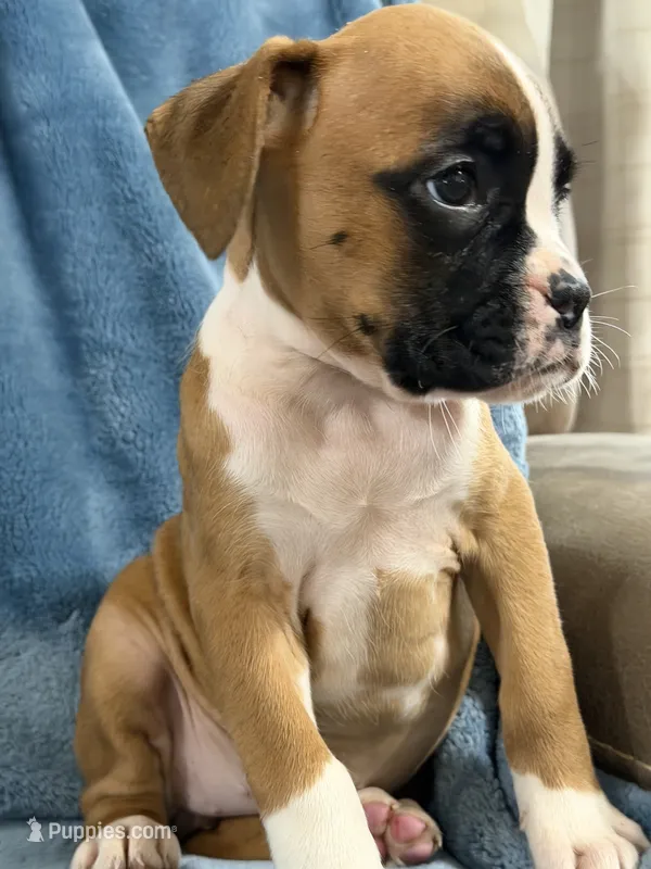 Gold – Boxer puppy for sale in Harlem, GA