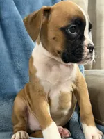 Gold, a female Boxer for sale in Harlem, GA – 1 of 2