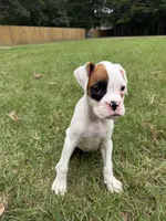 Spot girl , a female Boxer for sale in Harlem, GA – 3 of 3