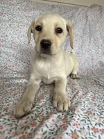Mia, a female Labrador Retriever for sale in Harlem, GA – Photo 1 of 2
