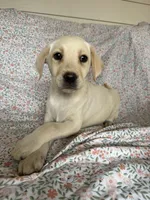 Mia, a female Labrador Retriever for sale in Harlem, GA – Photo 2 of 2