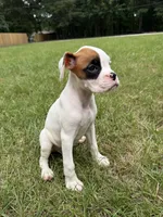 Spot girl , a female Boxer for sale in Harlem, GA – 2 of 3