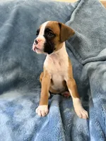 Purple , a female Boxer for sale in Harlem, GA – 3 of 3