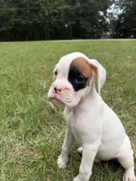Spot boy, a male Boxer for sale in Harlem, GA – 3 of 3