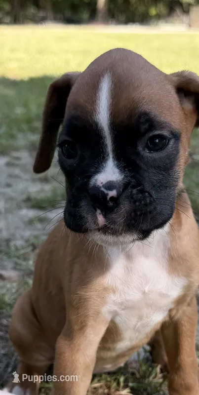 Aqua  – Boxer puppy for sale in Harlem, GA