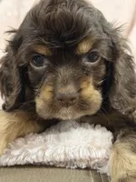 Purple, a female Cocker Spaniel for sale in Harlem, GA – 3 of 4