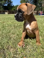 Yellow, a male Boxer for sale in Harlem, GA – 3 of 3