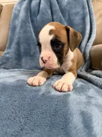 Yellow, a female Boxer for sale in Harlem, GA – 4 of 4