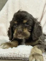 Purple, a female Cocker Spaniel for sale in Harlem, GA – 2 of 4