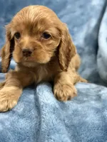 Pink, a female Cocker Spaniel for sale in Harlem, GA – 2 of 4