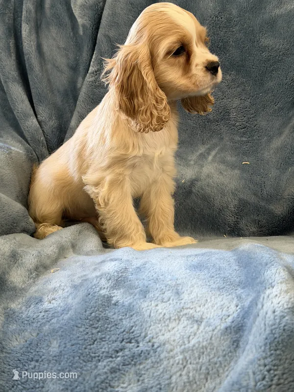 Red – Cocker Spaniel puppy for sale in Harlem, GA