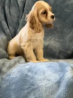 Red, a male Cocker Spaniel for sale in Harlem, GA – 3 of 7