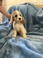 Red, a male Cocker Spaniel for sale in Harlem, GA – 4 of 7