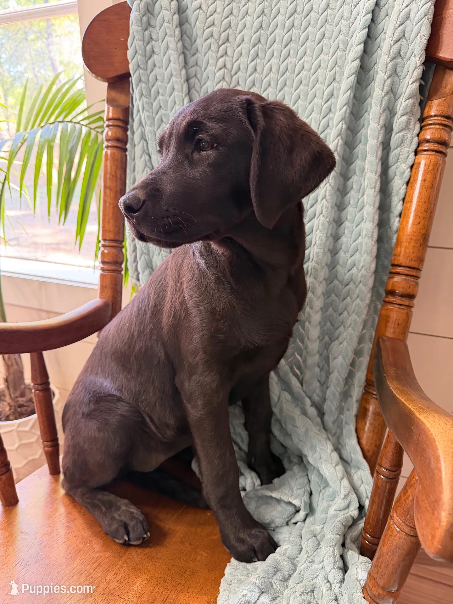 Trixie – Labrador Retriever puppy for sale in Harlem, GA