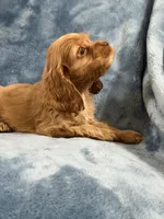 Pink, a female Cocker Spaniel for sale in Harlem, GA – 4 of 4