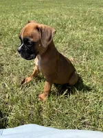 Yellow, a male Boxer for sale in Harlem, GA – 2 of 3