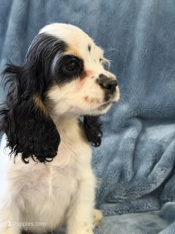Teal – Cocker Spaniel puppy for sale in Harlem, GA