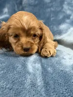Pink, a female Cocker Spaniel for sale in Harlem, GA – 3 of 4