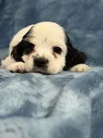 Teal, a female Cocker Spaniel for sale in Harlem, GA – 2 of 4