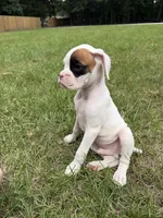Spot boy, a male Boxer for sale in Harlem, GA – 2 of 3