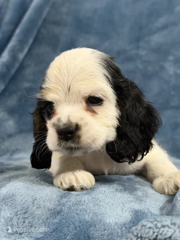 Teal – Cocker Spaniel puppy for sale in Harlem, GA