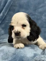 Teal, a female Cocker Spaniel for sale in Harlem, GA – 1 of 4