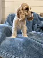 Red, a male Cocker Spaniel for sale in Harlem, GA – 5 of 7