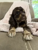 Purple, a female Cocker Spaniel for sale in Harlem, GA – 4 of 4