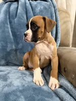 Gold, a female Boxer for sale in Harlem, GA – 2 of 2