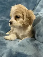 Red, a male Cocker Spaniel for sale in Harlem, GA – 3 of 4