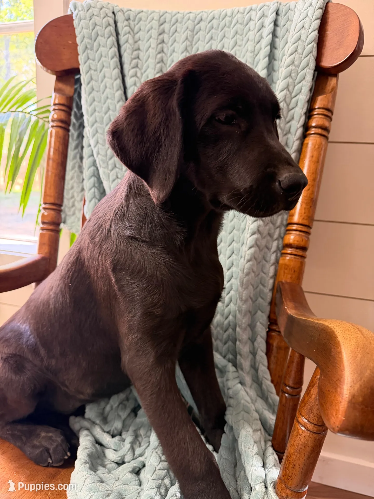 Trixie, a female Labrador Retriever for sale in Harlem, GA – Photo 3 of 5
