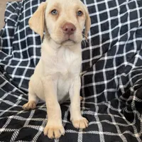 Blue, a male Labrador Retriever for sale in Harlem, GA – Photo 3 of 3