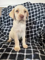 Blue, a male Labrador Retriever for sale in Harlem, GA – Photo 3 of 3