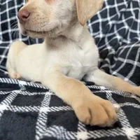 Blue, a male Labrador Retriever for sale in Harlem, GA – Photo 1 of 3