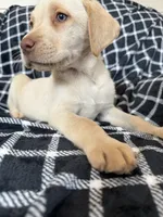 Blue, a male Labrador Retriever for sale in Harlem, GA – Photo 1 of 3